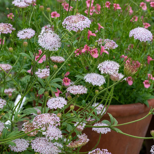 Premium Pink Lace Flower seeds for Planting Wildflower Mix, Heirloom & GMO Free Seeds for Home Garden seeds