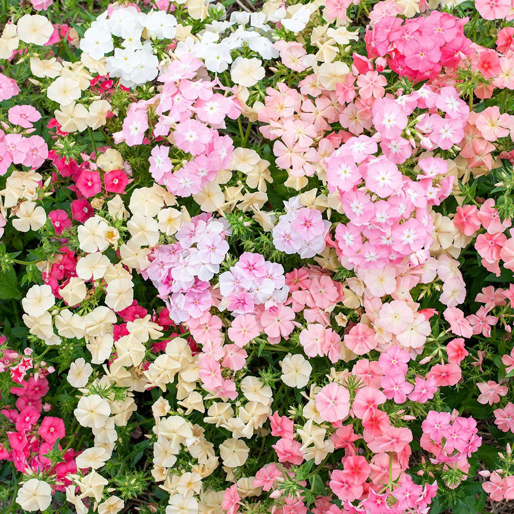 High quality Mixed Drummond Flower seeds for Planting Sun Loving, Heirloom & GMO Free Seeds for Home Garden seeds pack