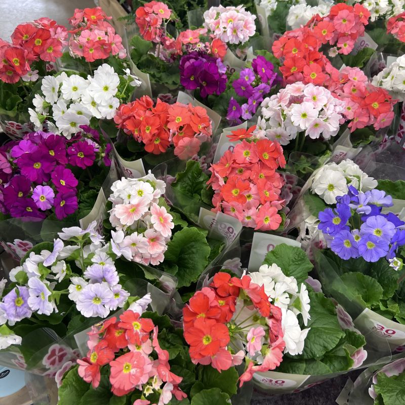High quality Mixed Primrose OR Primula Obconica Flower Seeds Violet Flower seeds for Planting Long Bloom Season, Heirloom & GMO Free Seeds for Home Garden seeds pack