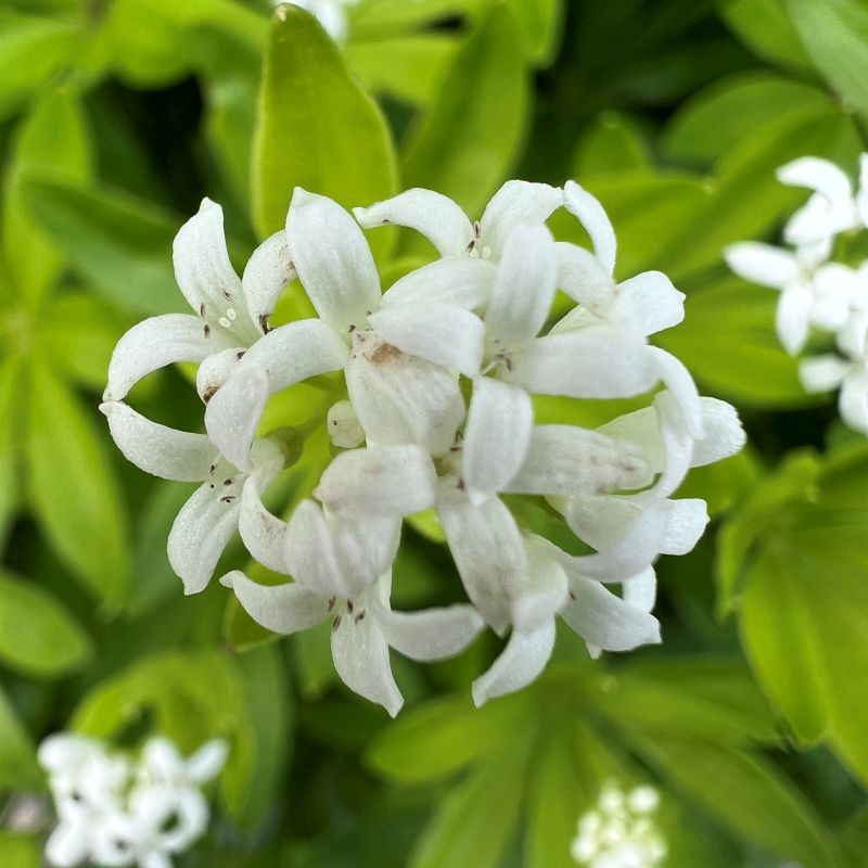 High quality Woodruff Flower seeds for Planting Compact Growth, Heirloom & GMO Free Seeds for Home Garden seeds pack