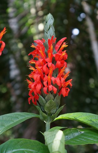 Premium Red Pachystachys Flower seeds for Planting Perfect for Borders, Heirloom & GMO Free Seeds for Home Garden seeds