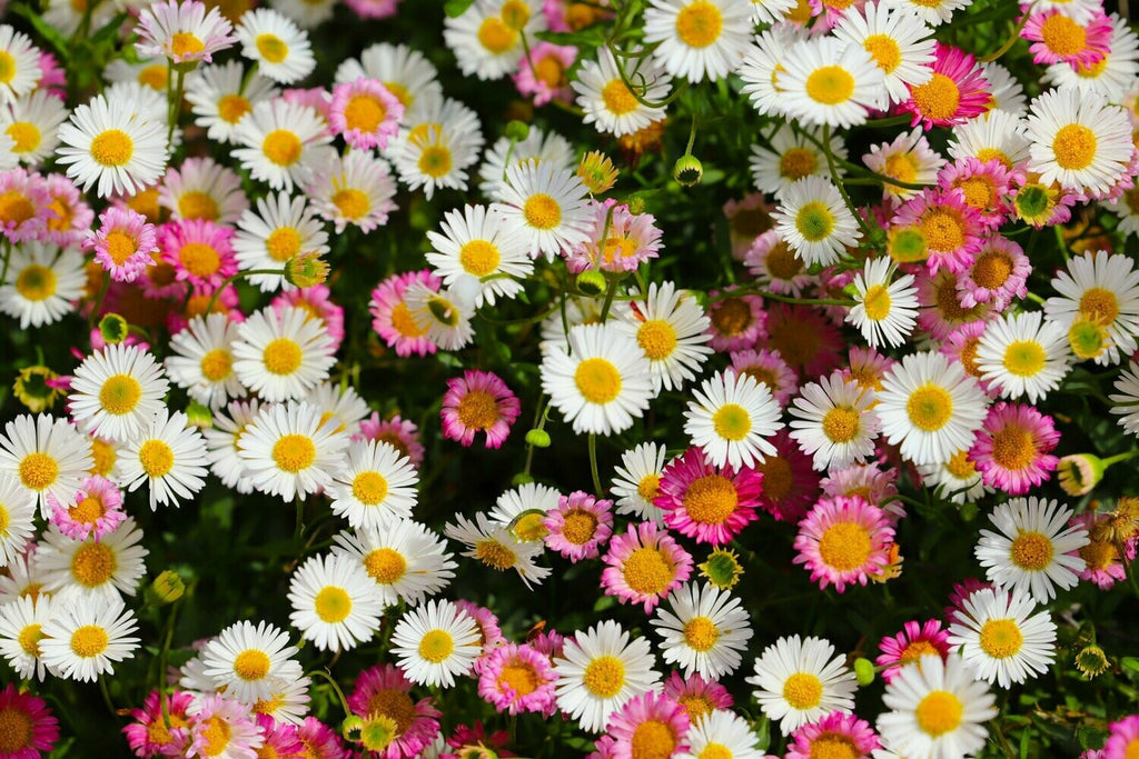 Mixed Karvinskianus Profusion Flower seeds for Planting Perfect for Borders, Heirloom & GMO Free Seeds for Home Garden vegetable and garden seeds
