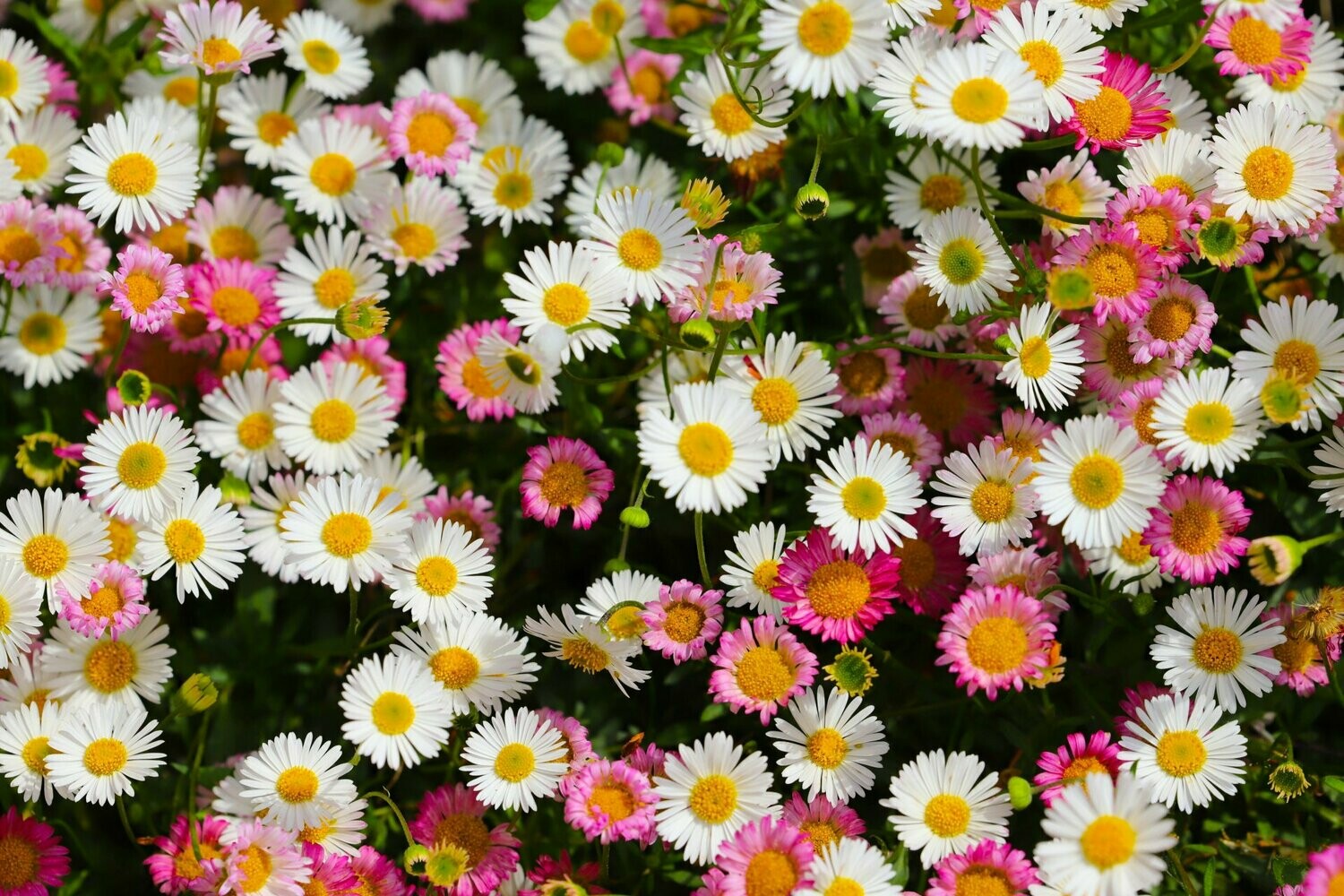 Mixed Karvinskianus Profusion Flower seeds for Planting Perfect for Borders, Heirloom & GMO Free Seeds for Home Garden vegetable and garden seeds