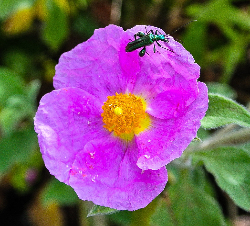 Premium Zistrose Flower seeds for Planting Easy to Grow, Heirloom & GMO Free Seeds for Home Garden seeds