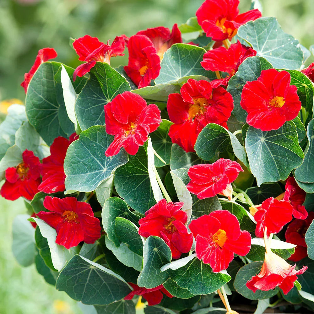 High quality Red Nasturtium Flower seeds for Planting Wildflower Mix, Heirloom & GMO Free Seeds for Home Garden seeds pack