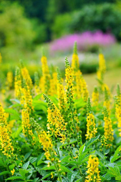 Heirloom Agrimony Flower seeds for Planting Colorful Display Heirloom & GMO Free Seeds for Home Garden