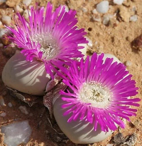 Pink Argyroderma Flower seeds for Planting Garden Favorite, Heirloom & GMO Free Seeds for Home Garden seeds for planting