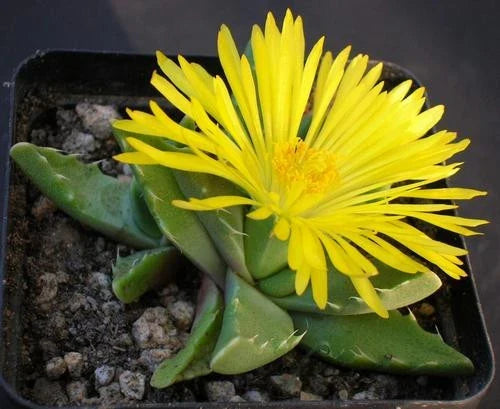 High quality Yellow Faucaria Tigrina Flower seeds for Planting Long Bloom Season, Heirloom & GMO Free Seeds for Home Garden seeds pack