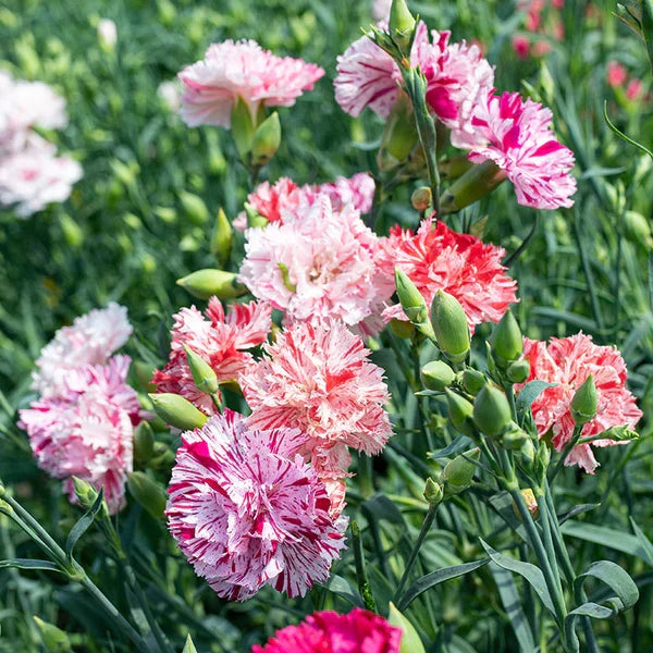 Carnation Flower seeds for Planting Garden Favorite Heirloom & GMO Free Seeds for Home Garden