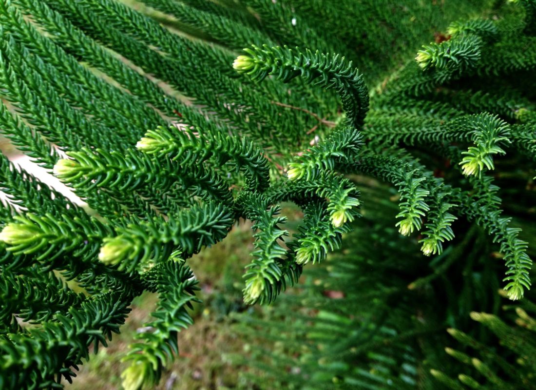 Dark Green Araucaria Seeds For Planting Plant Seeds