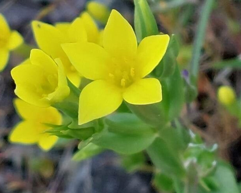Talinum Caffrum Flower seeds for Planting Garden Favorite, Heirloom & GMO Free Seeds for Home Garden Sale vegetable and garden seeds