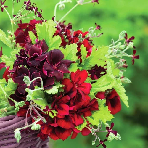 Maroon Univalve Geranium Flower seeds for Planting Drought Tolerant, Heirloom & GMO Free Seeds for Home Garden vegetable and garden seeds