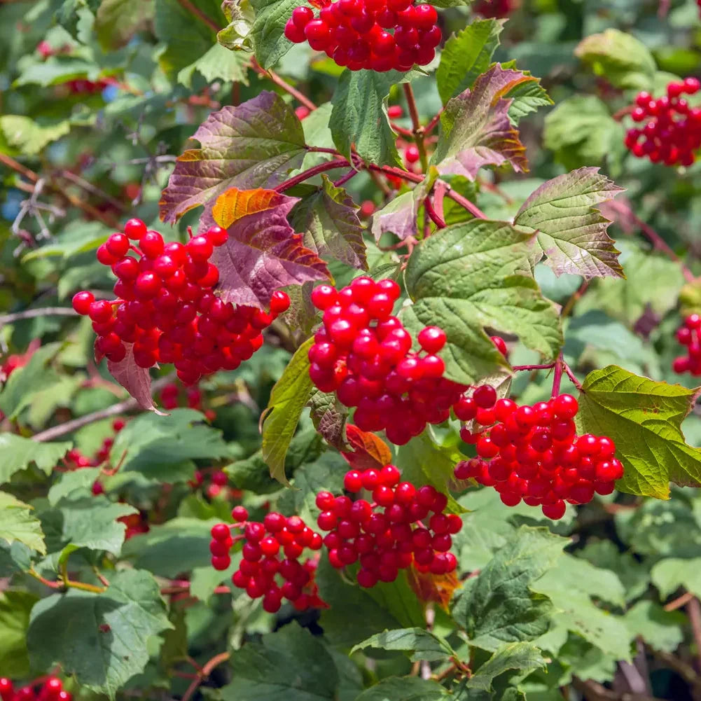 European Cranberry / Snowball Tree (Viburnum opulus) Seeds – Red Fruit & White Flowers