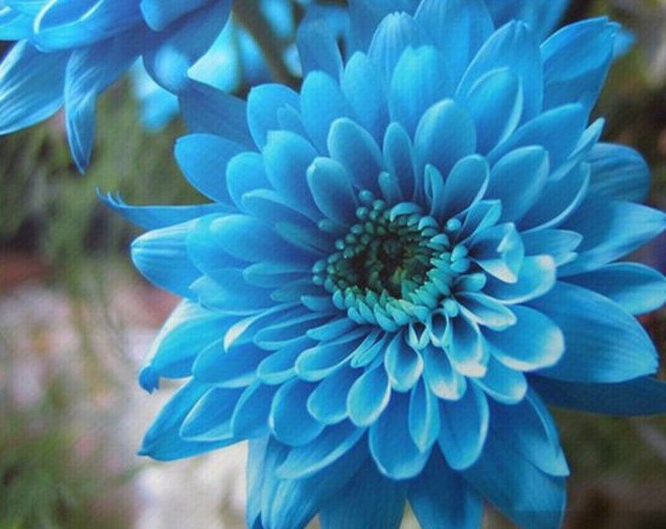 Premium Sky Blue White Chrysanthemum Flower seeds for Planting Wildflower Mix, Heirloom & GMO Free Seeds for Home Garden seeds