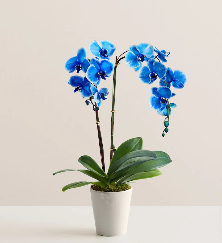 High quality Blue Butterfly Orchid Flower seeds for Planting Long Bloom Season, Heirloom & GMO Free Seeds for Home Garden seeds pack
