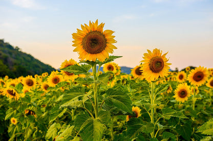 Sunflower Flower seeds for Planting Colorful Display Heirloom & GMO Free Seeds for Home Garden