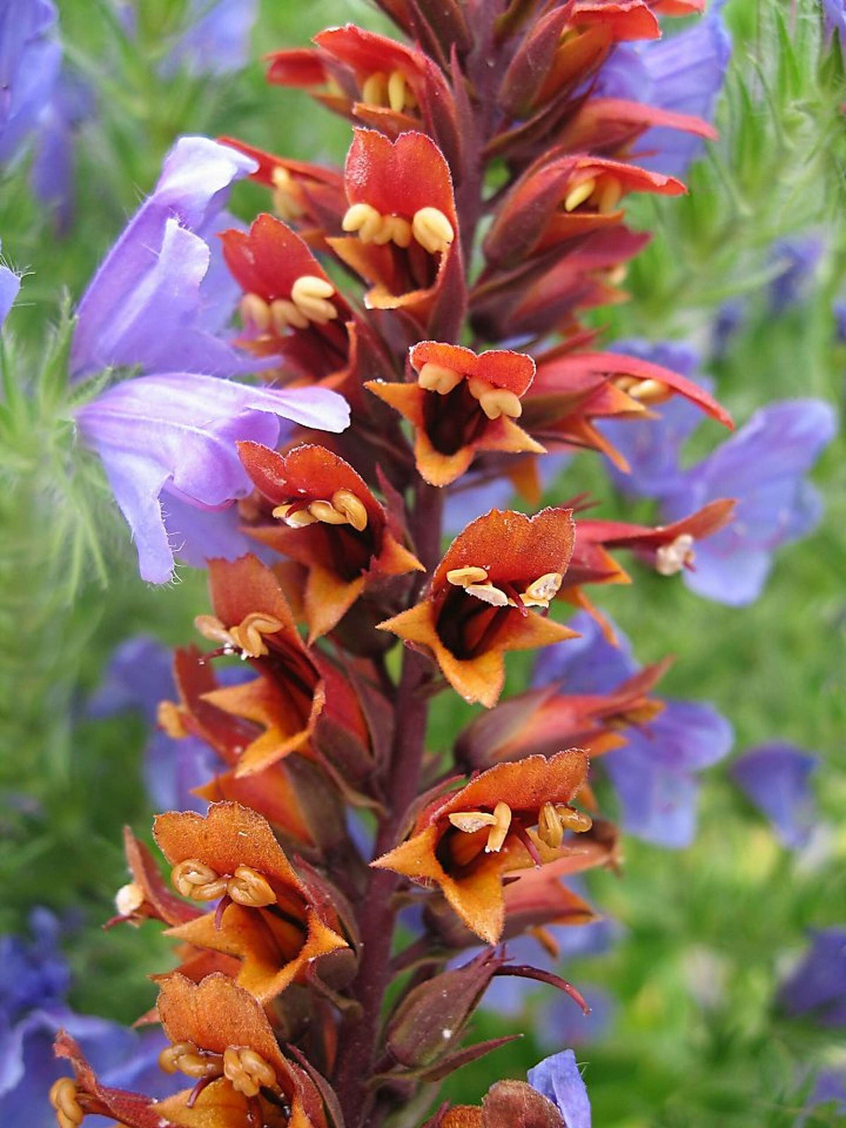 Isabelliana Flower seeds for Planting Colorful Display Heirloom & GMO Free Seeds for Home Garden