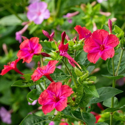 Heirloom Mirabilis Jalapa Flower seeds for Planting Easy to Grow Heirloom & GMO Free Seeds for Home Garden