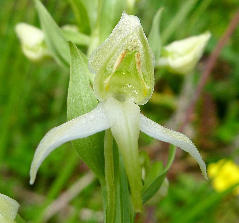 Green Butterfly Orchid Flower seeds for Planting Sun Loving, Heirloom & GMO Free Seeds for Home Garden vegetable and garden seeds