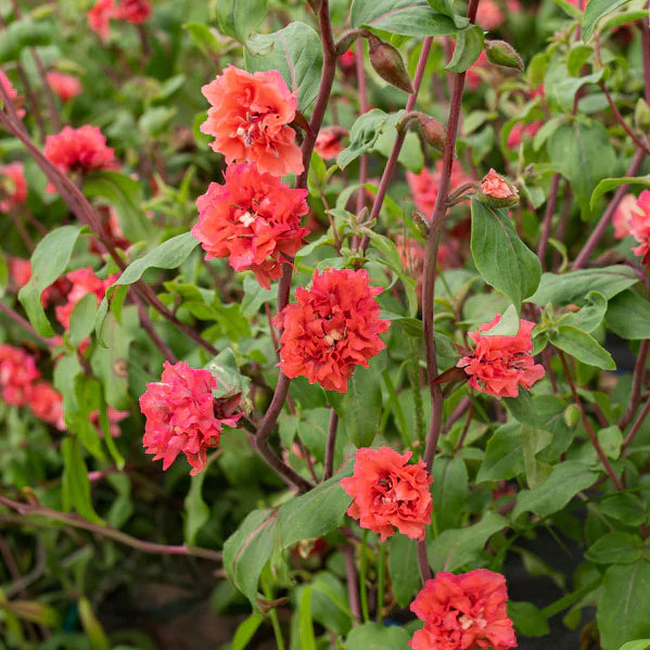 Elegant Clarkia Flower seeds for Planting Wildflower Mix, Heirloom & GMO Free Seeds for Home Garden seeds for planting