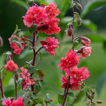 Clarkia Elegans Flower seeds for Planting Pollinator Friendly Heirloom & GMO Free Seeds for Home Garden