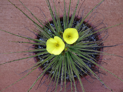 Drosophyllum Flower seeds for Planting Easy to Grow Heirloom & GMO Free Seeds for Home Garden