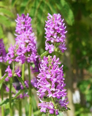 Violet Catmint Flower seeds for Planting Pollinator Friendly, Heirloom & GMO Free Seeds for Home Garden vegetable and garden seeds