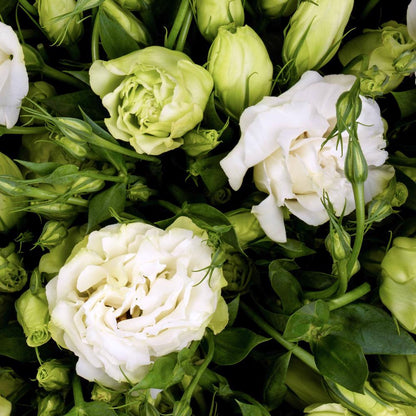 White Lisianthus Echo Flower seeds for Planting, Premium Quality Heirloom & GMO Free Seeds for Home Garden