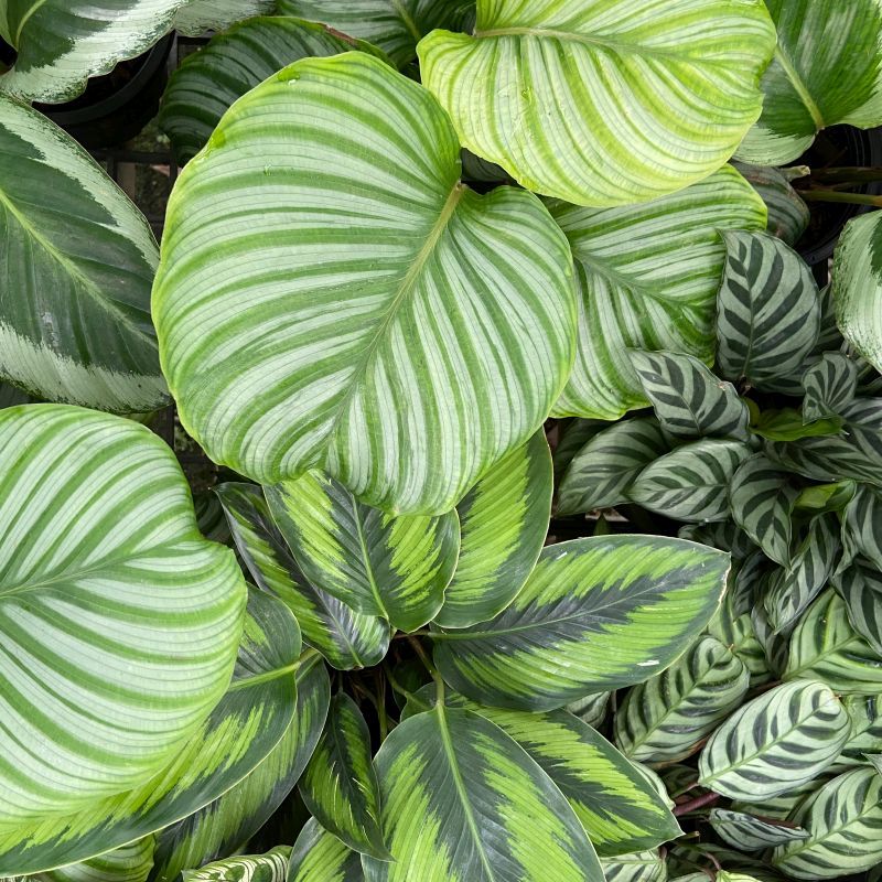 Premium Mixed Calathea Flower seeds for Planting Drought Tolerant, Heirloom & GMO Free Seeds for Home Garden seeds