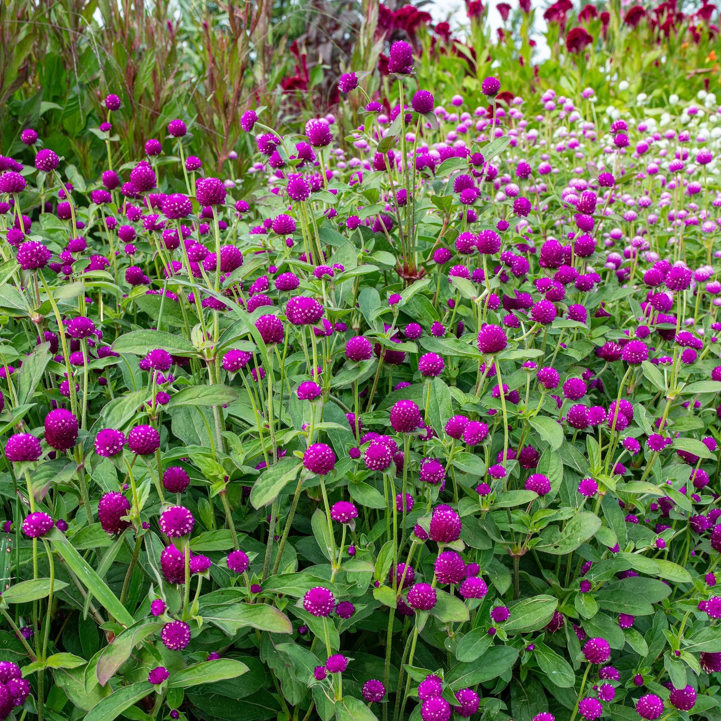 Globosa Flower seeds for Planting Vibrant Colors Heirloom & GMO Free Seeds for Home Garden
