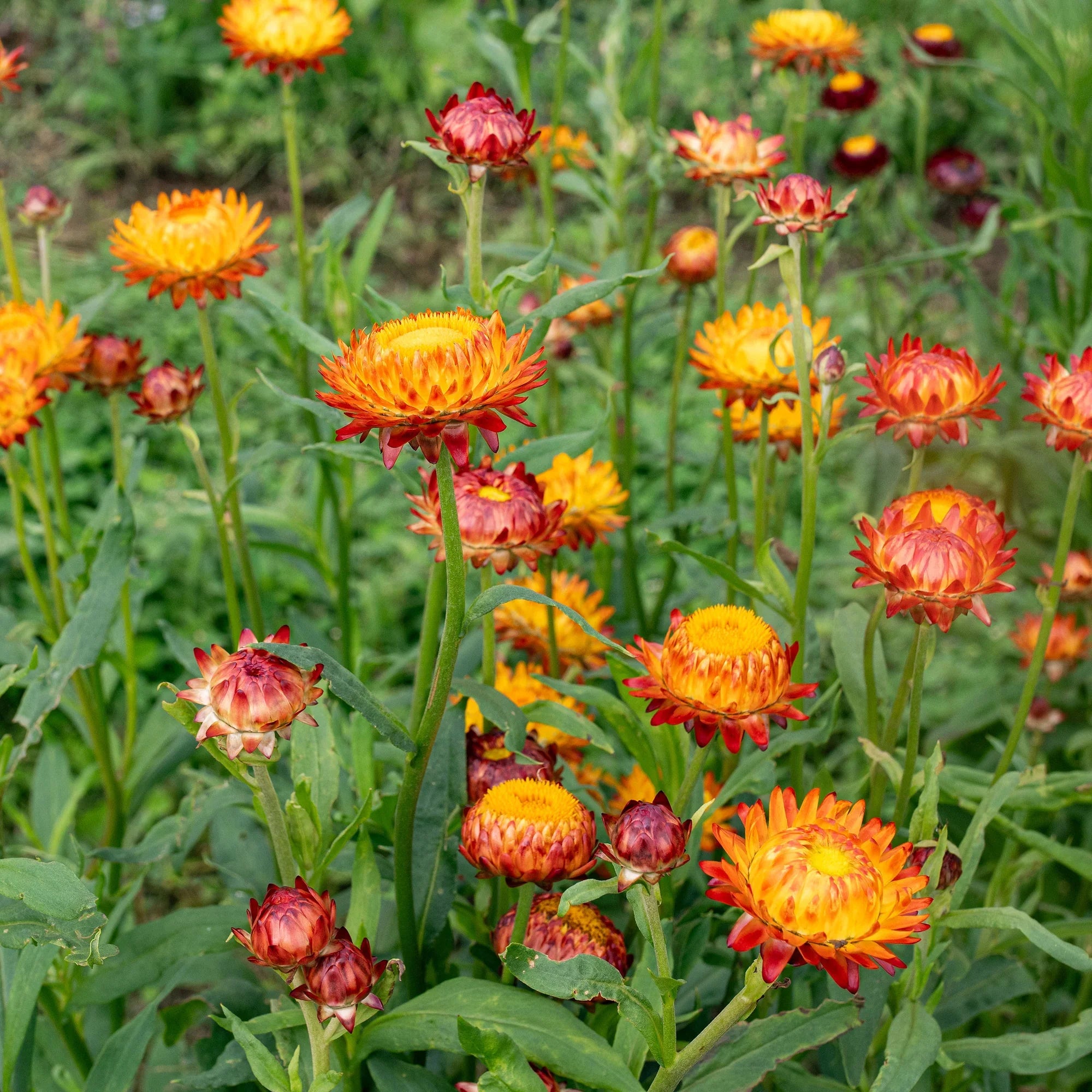 Yellow Orange Straw Flower seeds for Planting Cottage Garden Essential, Heirloom & GMO Free Seeds for Home Garden vegetable and garden seeds