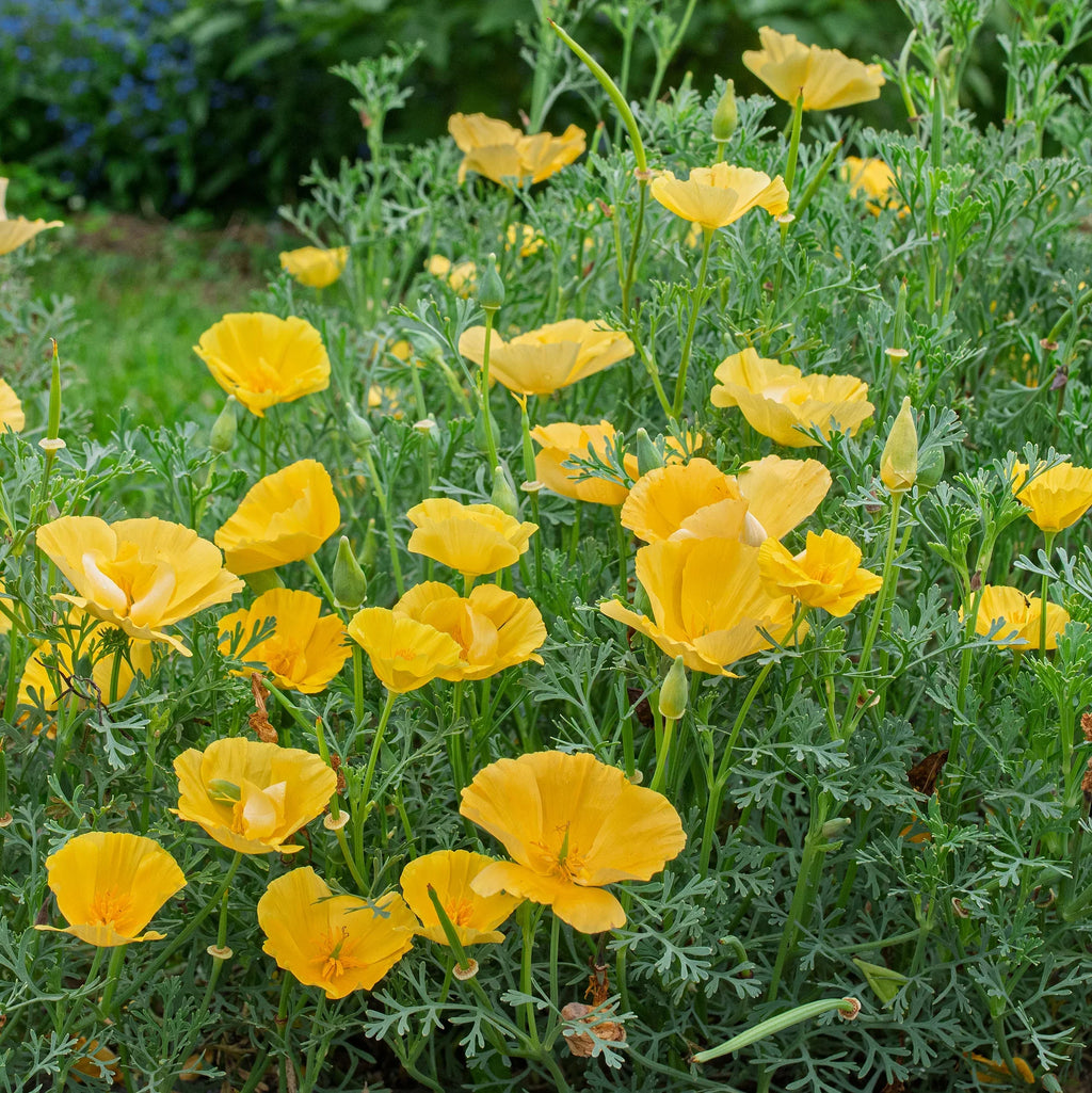 Premium Cali Flower seeds for Planting Wildflower Mix, Heirloom & GMO Free Seeds for Home Garden seeds