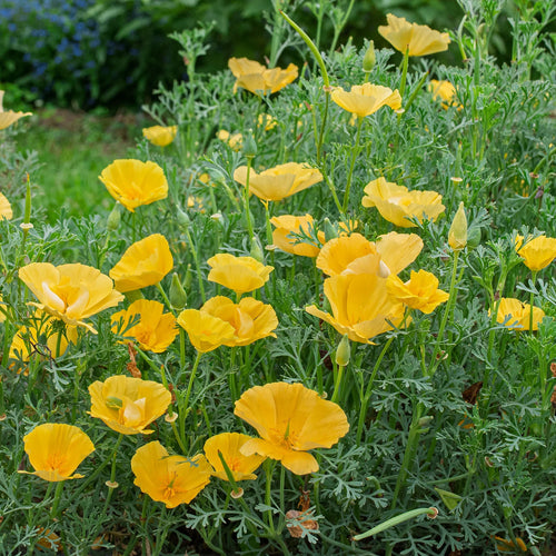 Premium Cali Flower seeds for Planting Wildflower Mix, Heirloom & GMO Free Seeds for Home Garden seeds
