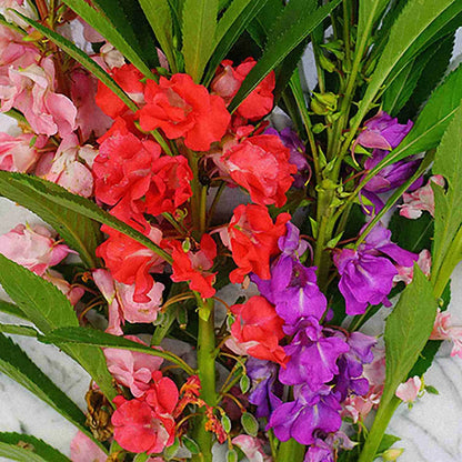 Balsam Flower seeds for Planting - Drought Tolerant, Heirloom & GMO Free Seeds for Home Garden