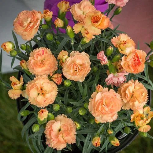 Premium Light Orange Carnation Flower seeds for Planting Wildflower Mix, Heirloom & GMO Free Seeds for Home Garden seeds