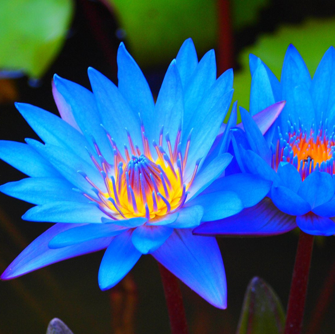 Light Blue Epiphyllum Flower seeds for Planting Sun Loving, Heirloom & GMO Free Seeds for Home Garden vegetable and garden seeds