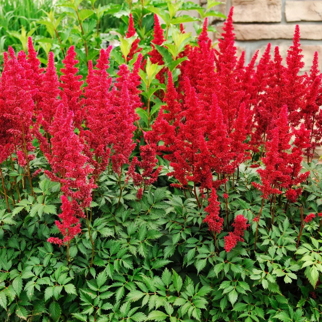 Premium Red Astilbe Perennial Flower seeds for Planting Pollinator Friendly, Heirloom & GMO Free Seeds for Home Garden seeds