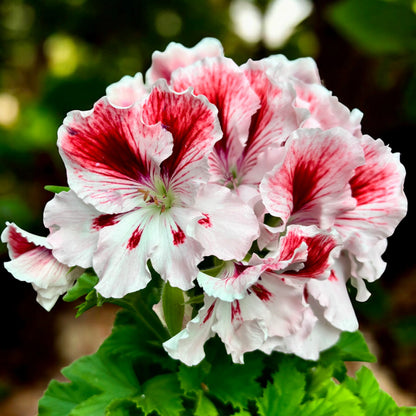 Dark Khaki Geranium Flower seeds for Planting Fragrant Blossoms Heirloom & GMO Free Seeds for Home Garden