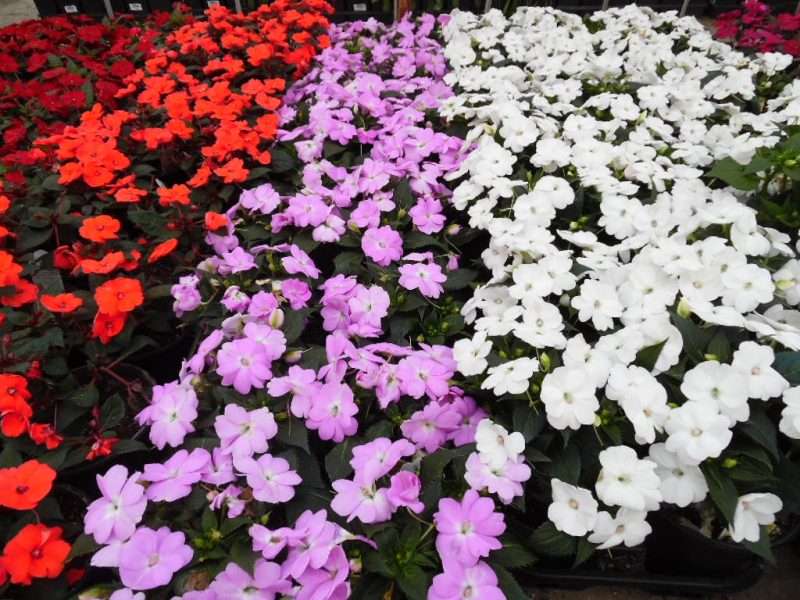 Ornamental Flower seeds for Planting Cut Flower Favorite Heirloom & GMO Free Seeds for Home Garden
