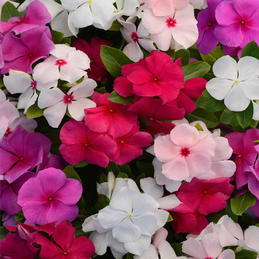 Premium Purple Vinca Flower seeds for Planting Compact Growth, Heirloom & GMO Free Seeds for Home Garden seeds