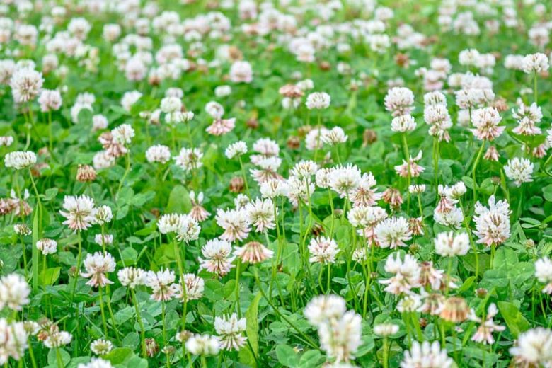 White Trifolium Repens Flower seeds for Planting Seasonal Bloomer, Heirloom & GMO Free Seeds for Home Garden vegetable and garden seeds