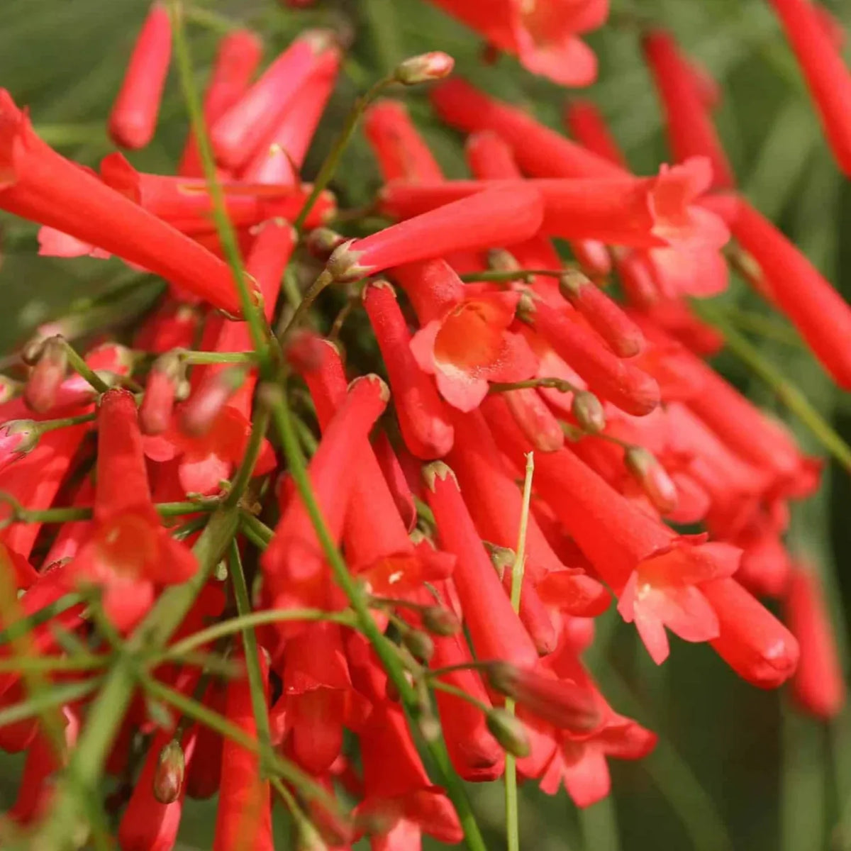 Russelia Flower seeds for Planting Sun Loving Heirloom & GMO Free Seeds for Home Garden