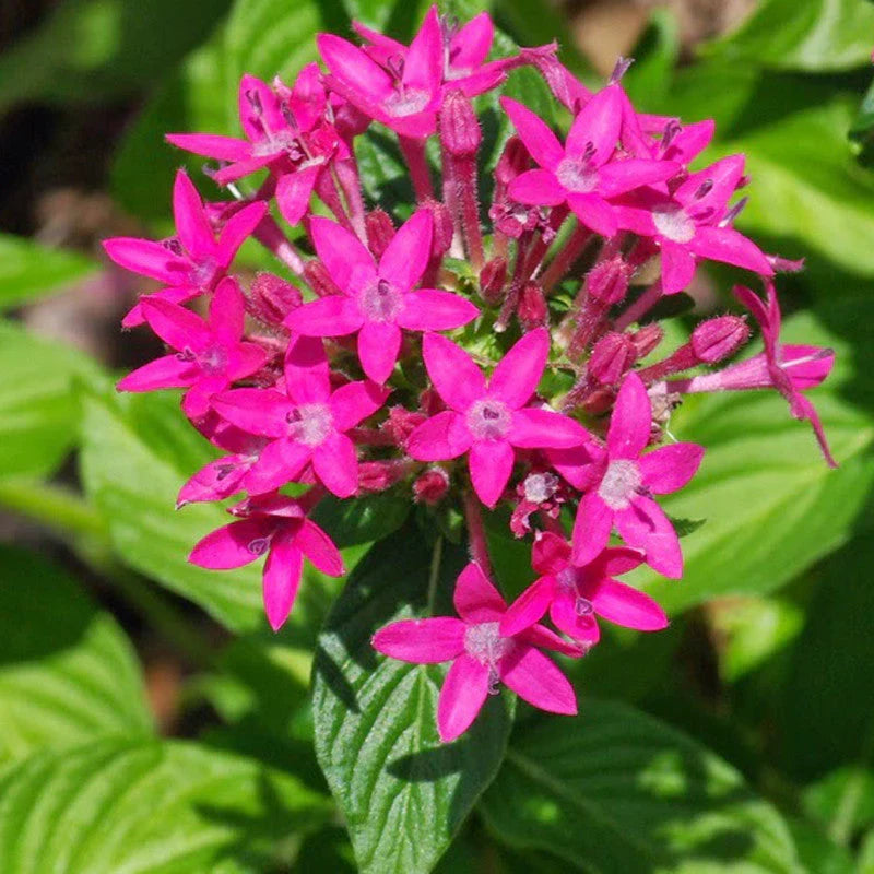 Pink Pentas Flower seeds for Planting Vibrant Colors, Heirloom & GMO Free Seeds for Home Garden vegetable and garden seeds