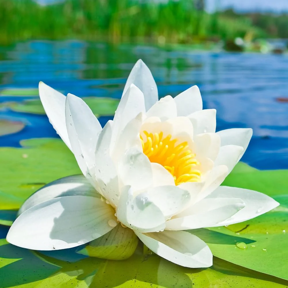 Open Mouth Bonsai Lotus Flower Seeds for Planting – Heirloom, Non-GMO, Easy to Grow, Perennial