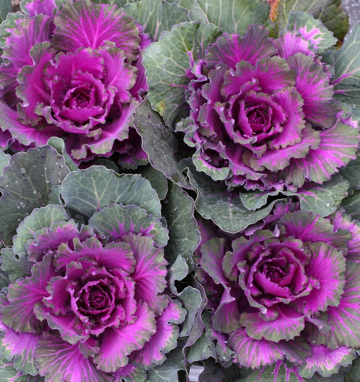 Violet Kale Seeds For Planting - Nutritious Brassica Oleracea Vegetable