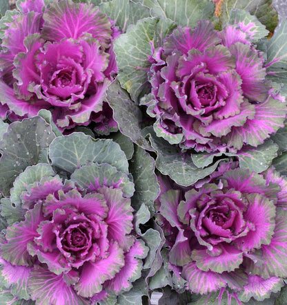 Violet Kale Seeds For Planting - Nutritious Brassica Oleracea Vegetable