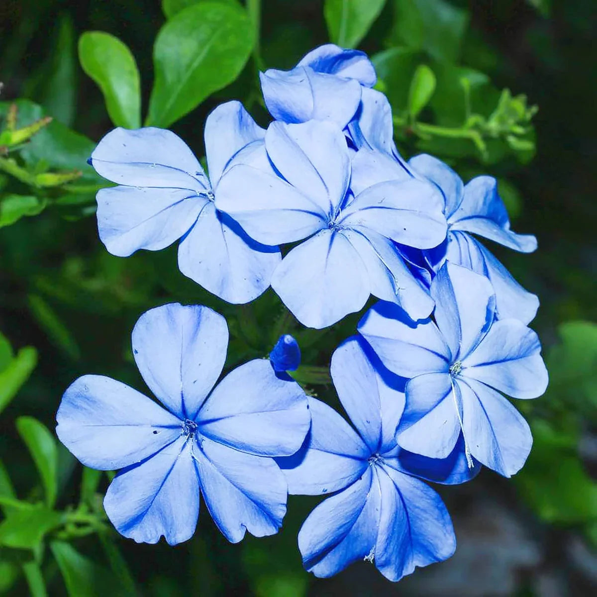Heirloom Plumbago Flower seeds for Planting Cut Flower Favorite Heirloom & GMO Free Seeds for Home Garden