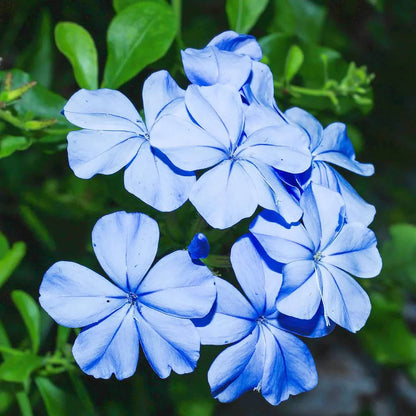 Heirloom Plumbago Flower seeds for Planting Cut Flower Favorite Heirloom & GMO Free Seeds for Home Garden