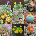 Mixed Conophytum Hammeri Flower seeds for Planting Pollinator Friendly, Heirloom & GMO Free Seeds for Home Garden seeds for planting