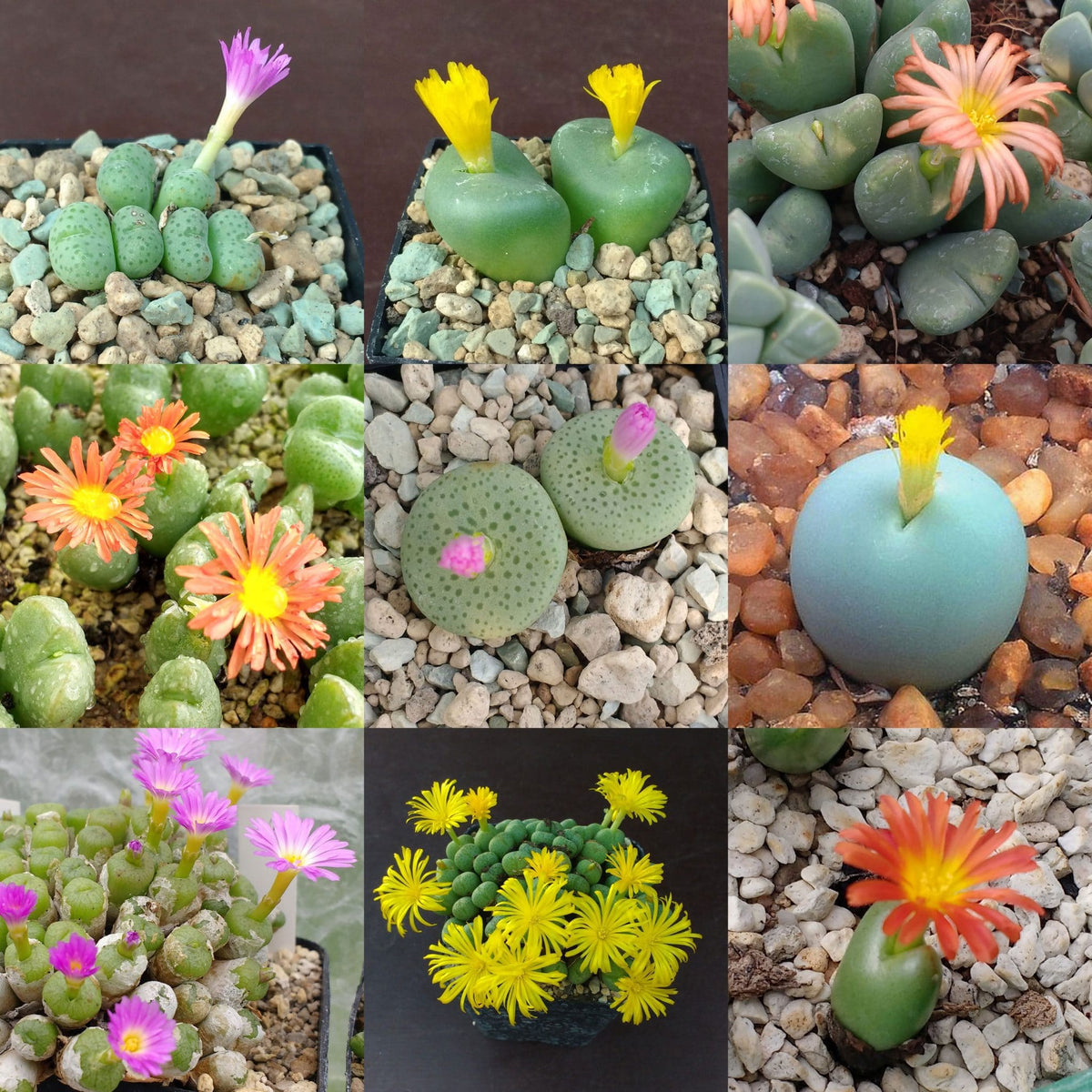 Mixed Conophytum Hammeri Flower seeds for Planting Pollinator Friendly, Heirloom & GMO Free Seeds for Home Garden seeds for planting